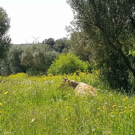 Casetta Primavera Un Oasi Di Relax Fra Gli Ulivi