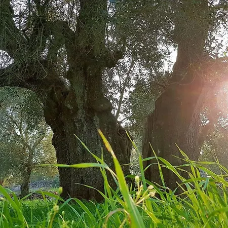 Casetta Primavera Un Oasi Di Relax Fra Gli Ulivi Ceglie Messapica